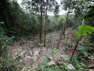 I sekundární lesy jsou v Národním parku Doi Phu Kha rychle nahrazovány plantážemi